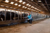 Vétérinaire grands animaux province de Liège