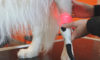 Physiothérapie animale