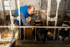 Vétérinaire grands animaux province de Liège