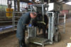 Vétérinaire grands animaux province de Liège