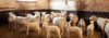 Vétérinaire grands animaux province de Liège