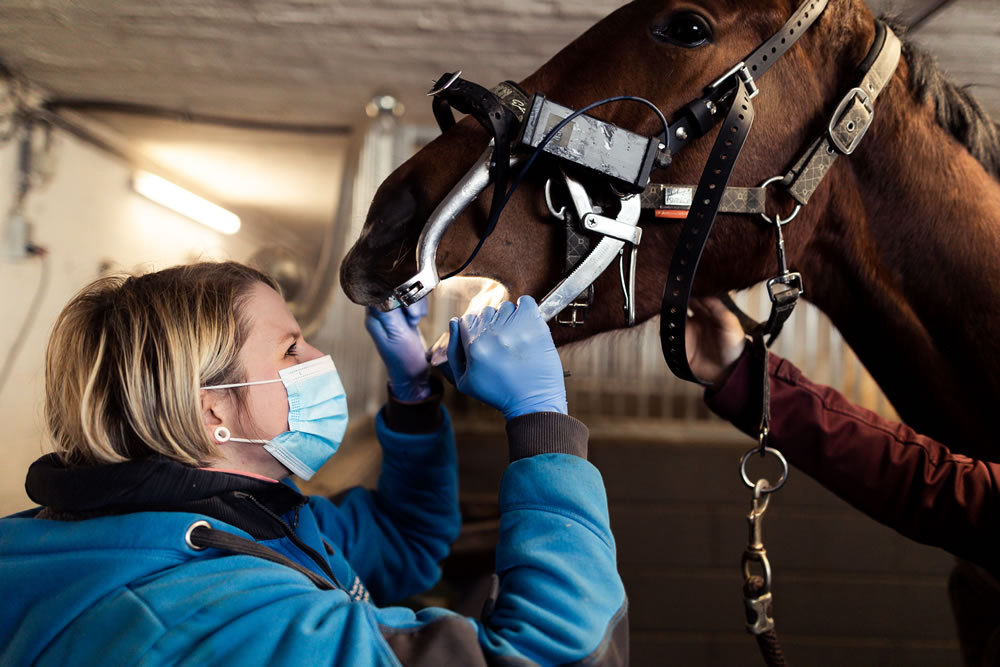 Vétérinaire chevaux