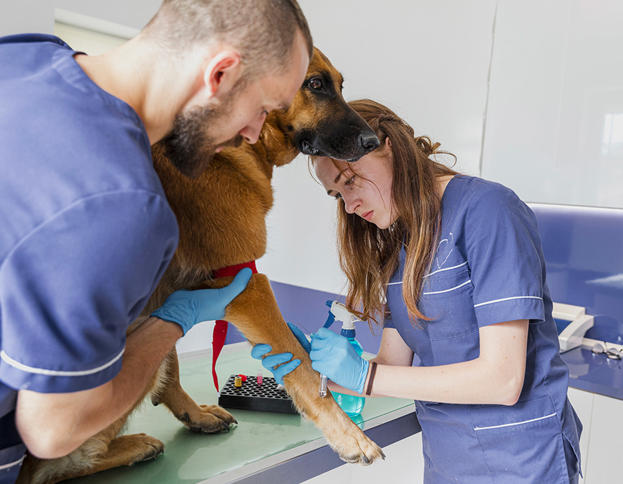 veterinaire de garde tours